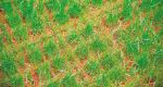 ABC-Klinkergrouppe. Кирпич для травы. Rot Nuanciert (арт. 0882) 240х115х113 мм